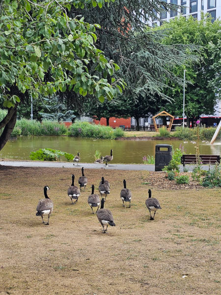 Group of ducks headed to the pond just outside the venue